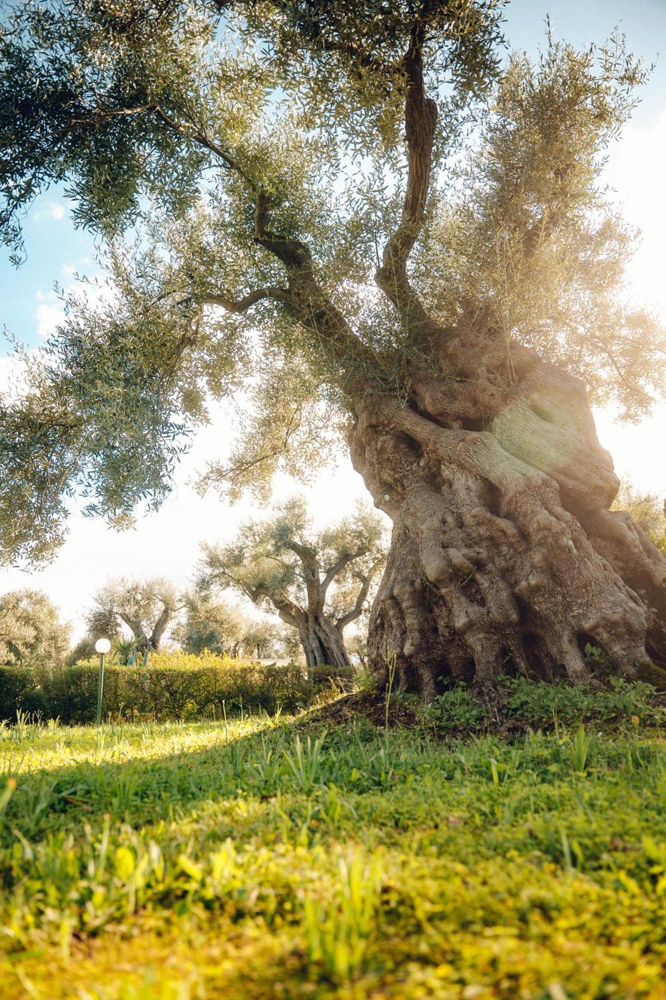 La Piana Degli Ulivi Acomodação com café da manhã Rossano Exterior foto